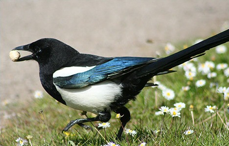 O desenvolvedor Magpie