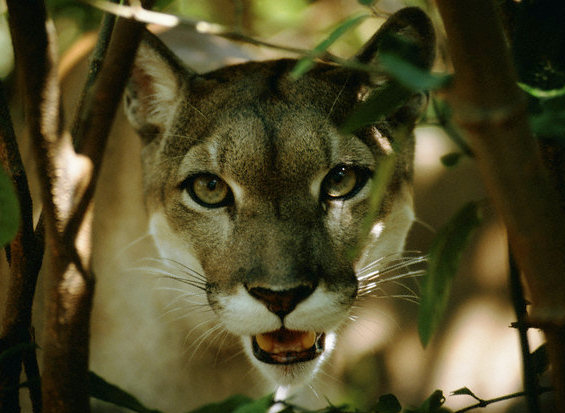 Designing for Informavores, or, Why Users Behave Like Animals Online